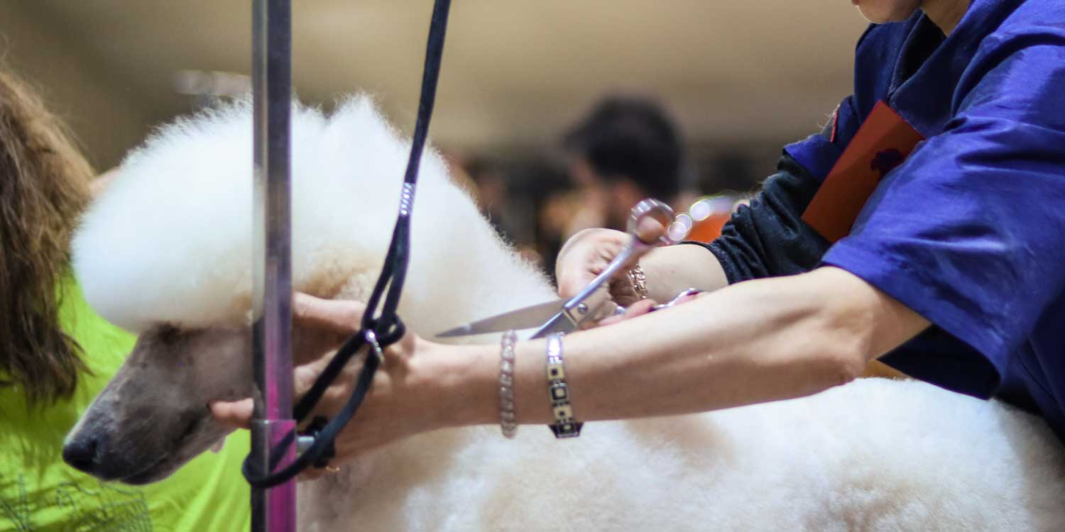 europe peluqueria