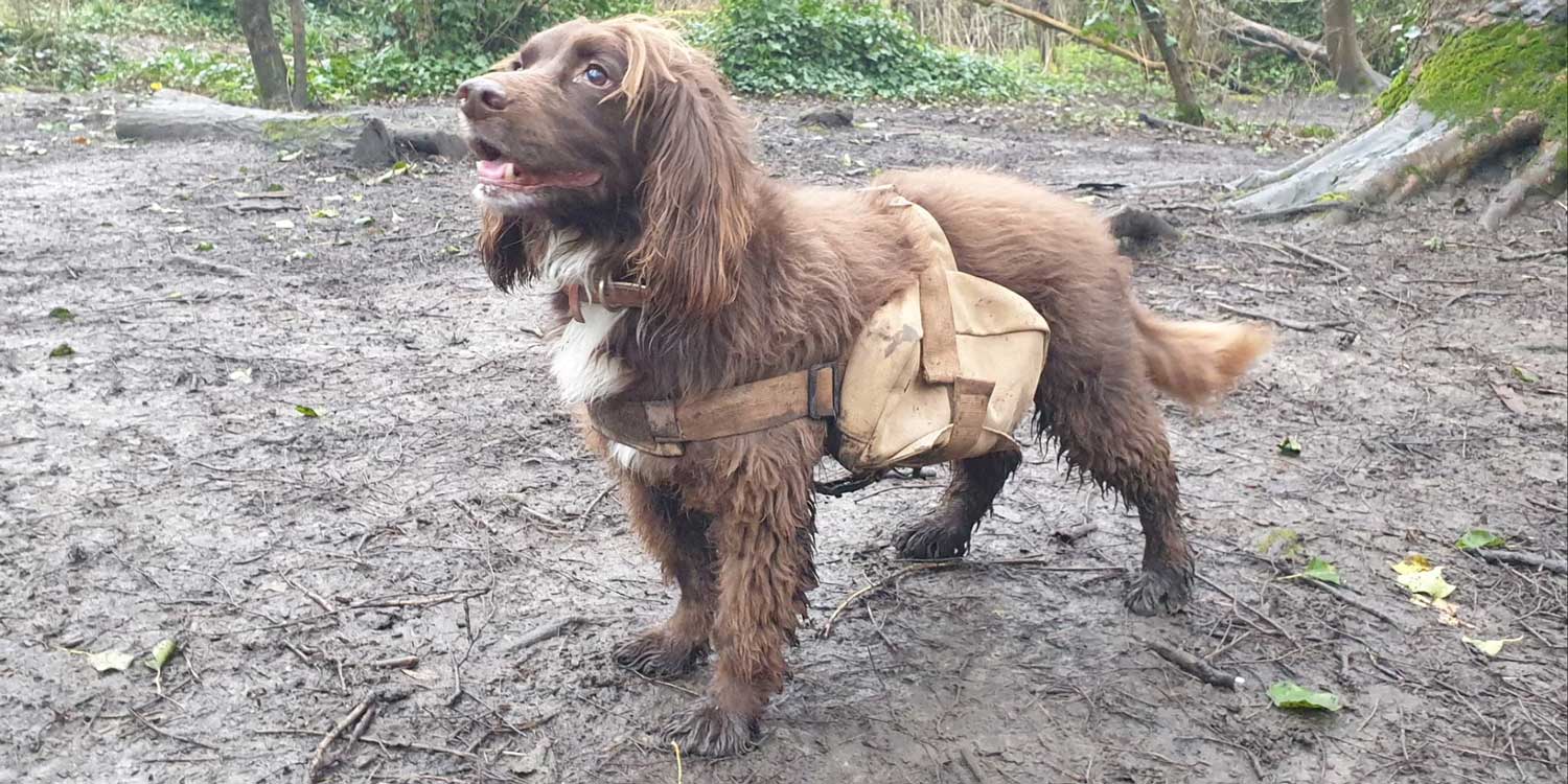 semillas mochila