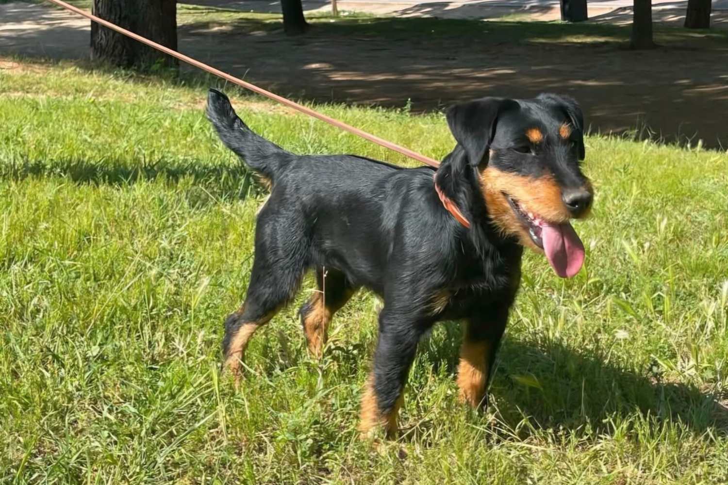 jagdterrier1