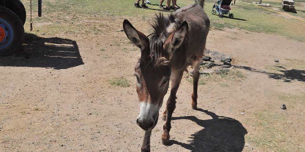 burrolandia