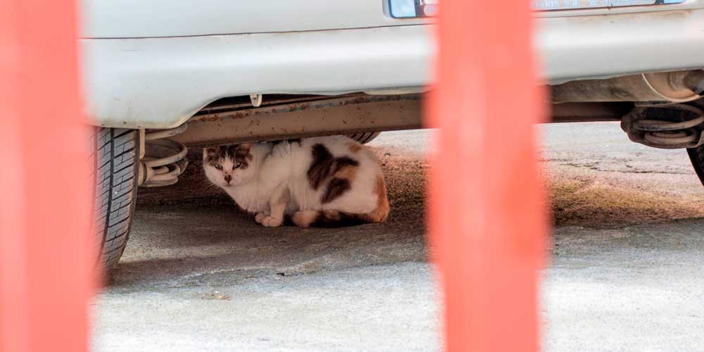 GATOS: Así es cómo ahuyentar a los gatos rápidamente con una palabra