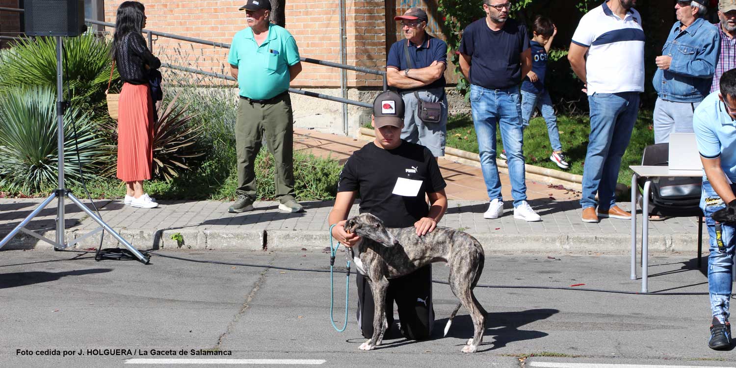 galgos