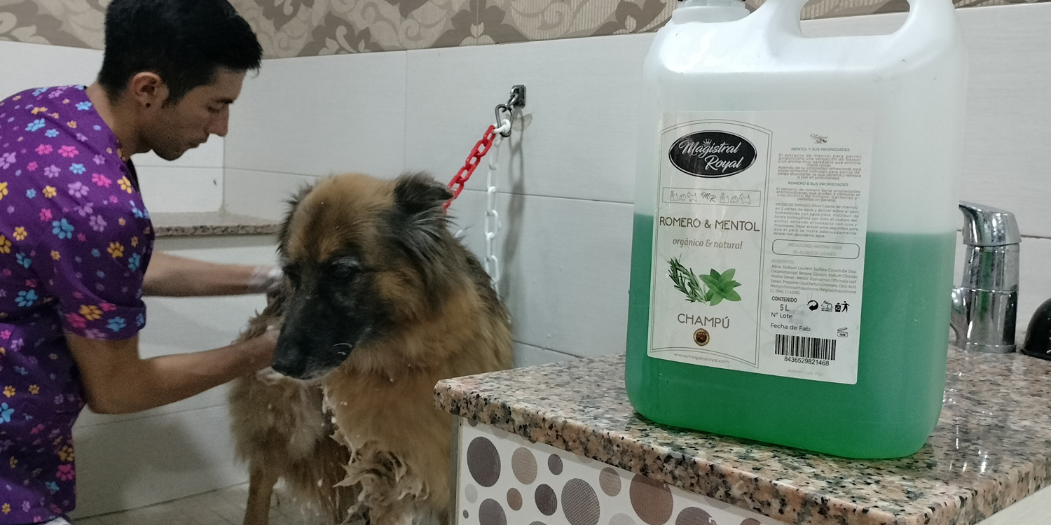 Cuatro juguetes DIY para perros que podemos hacerles nosotros mismos porque  sabemos mejor que nadie lo