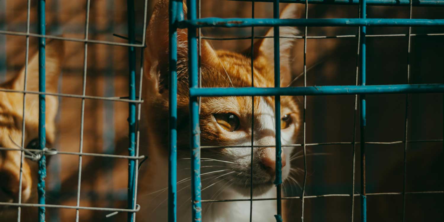 gato jaula