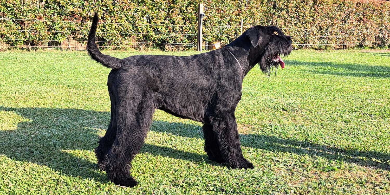 schnauzer macho