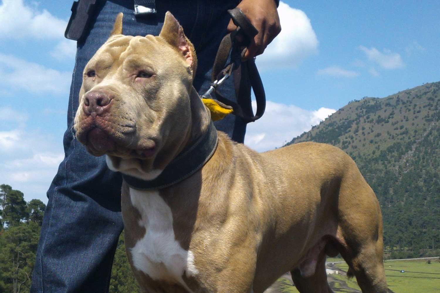 bullyXL