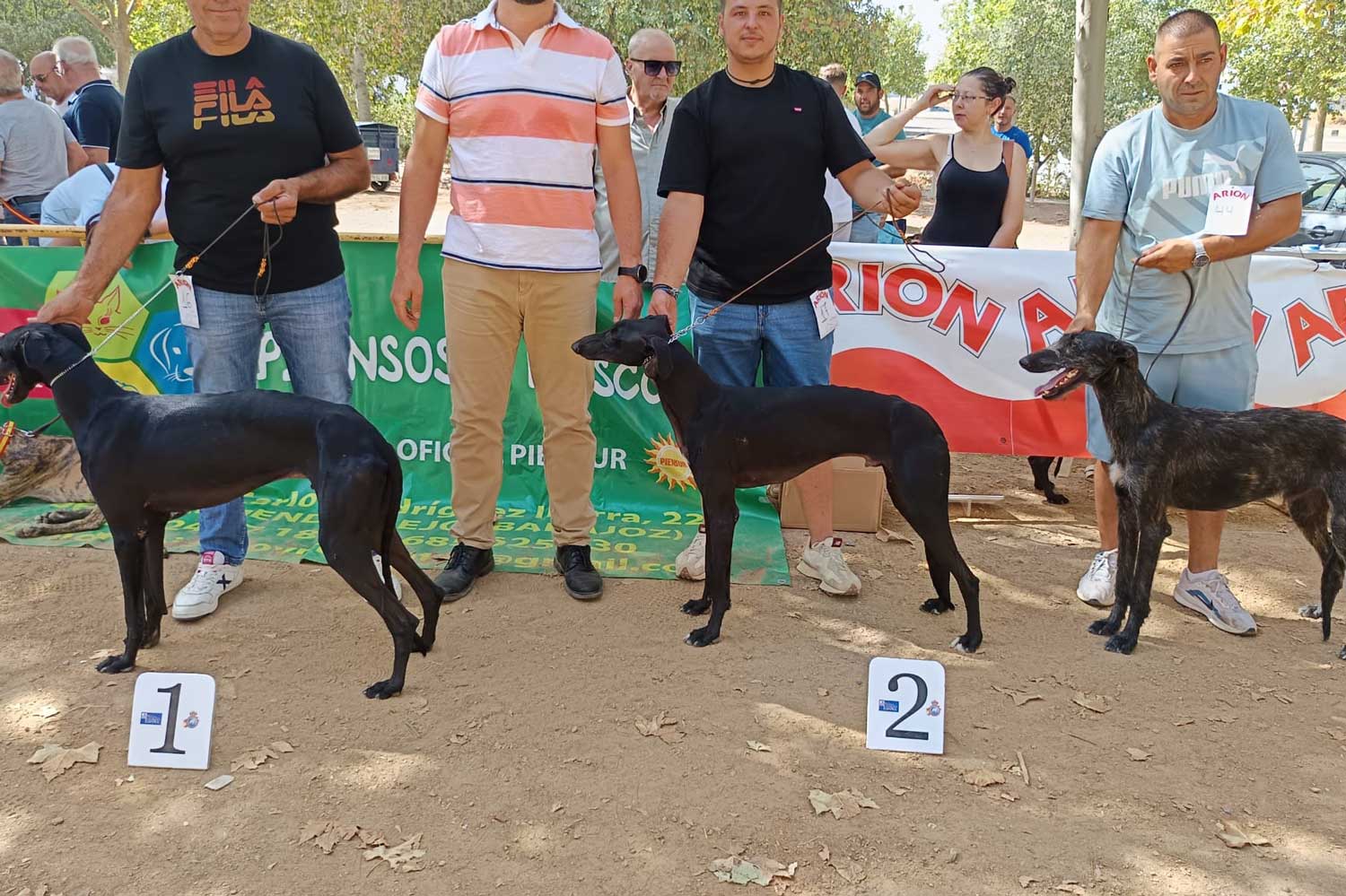 galgos