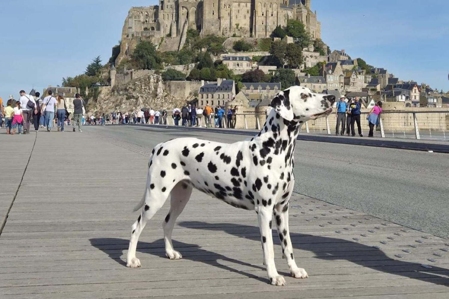 dalmata1