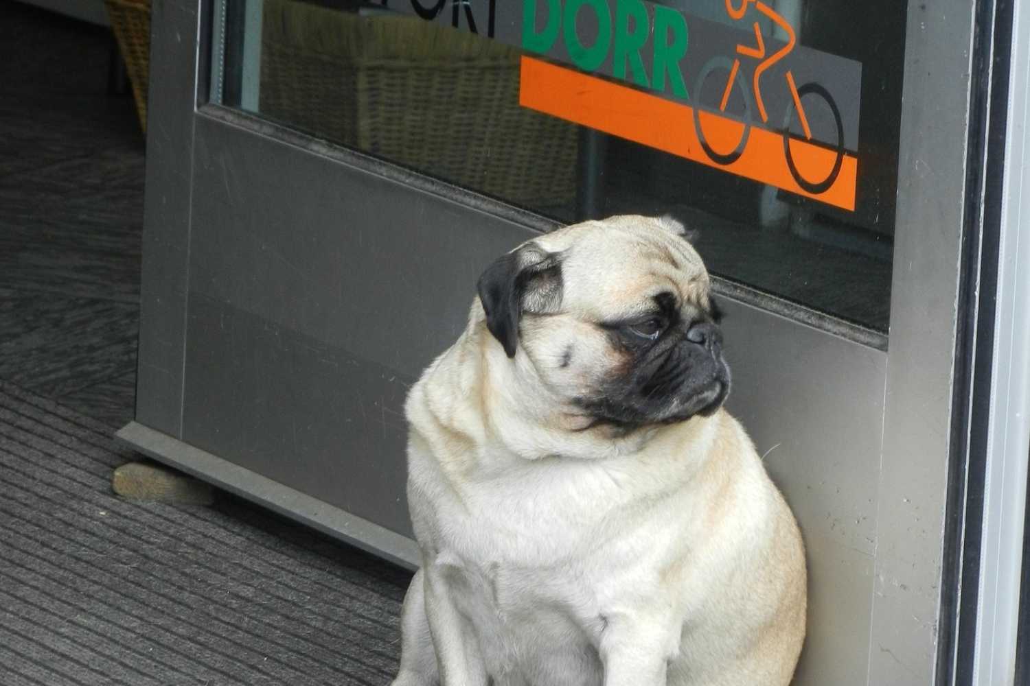 obesos1