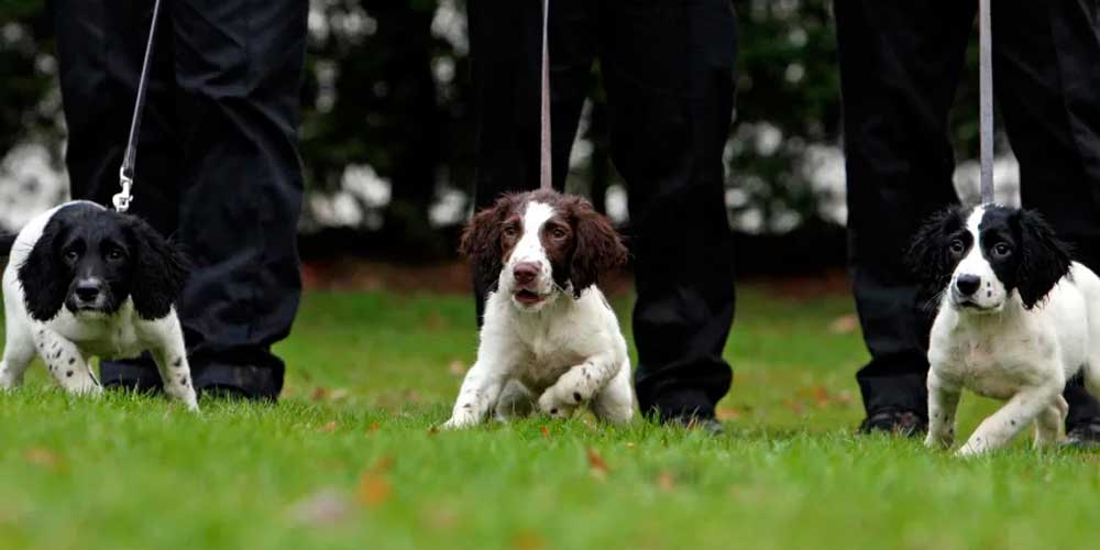 PerrosPoliciaDyfed Powys