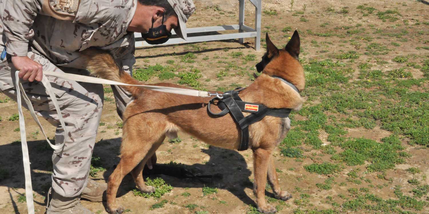 8 vertebras perros mlitares