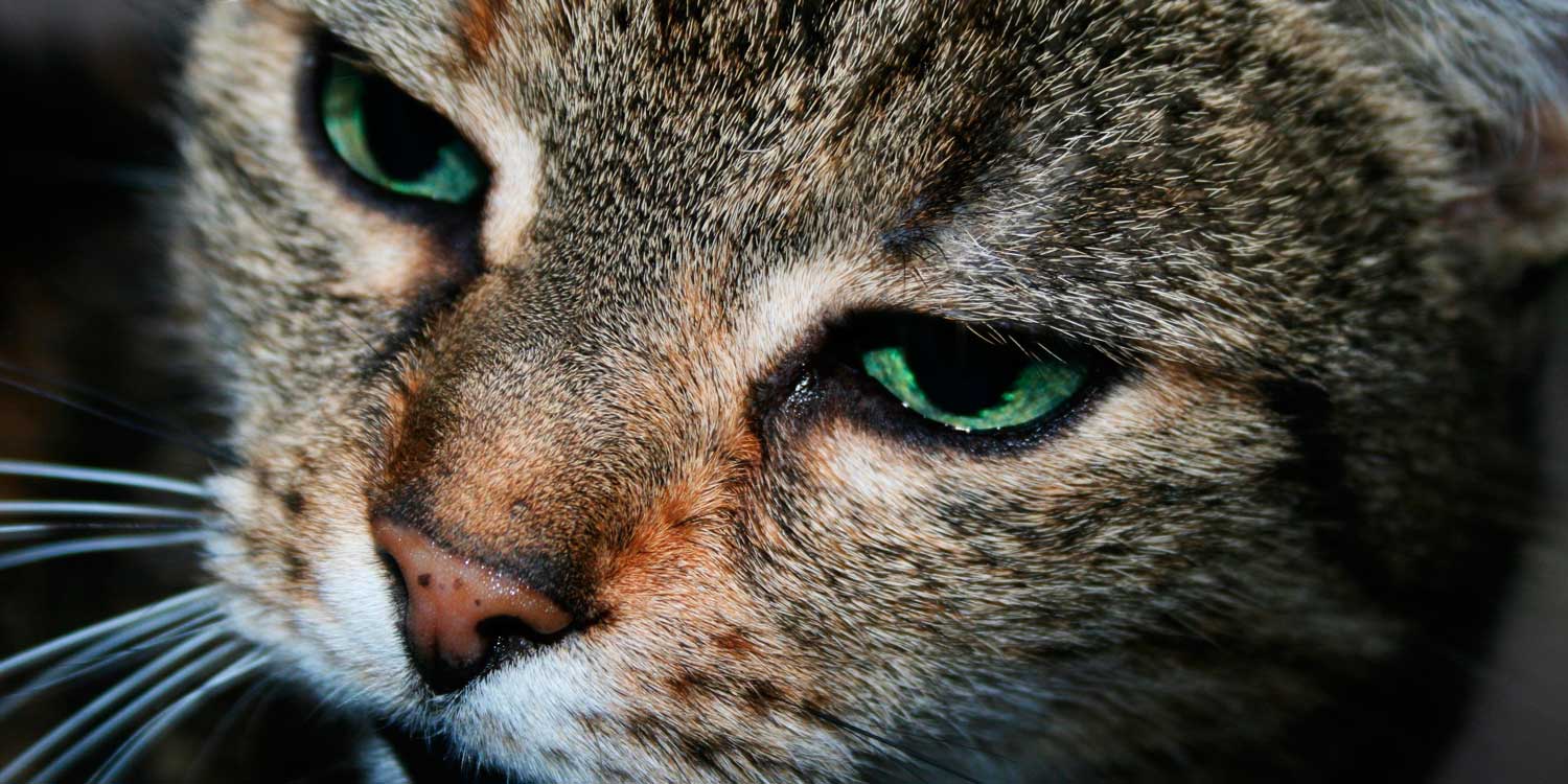 nariz gato1