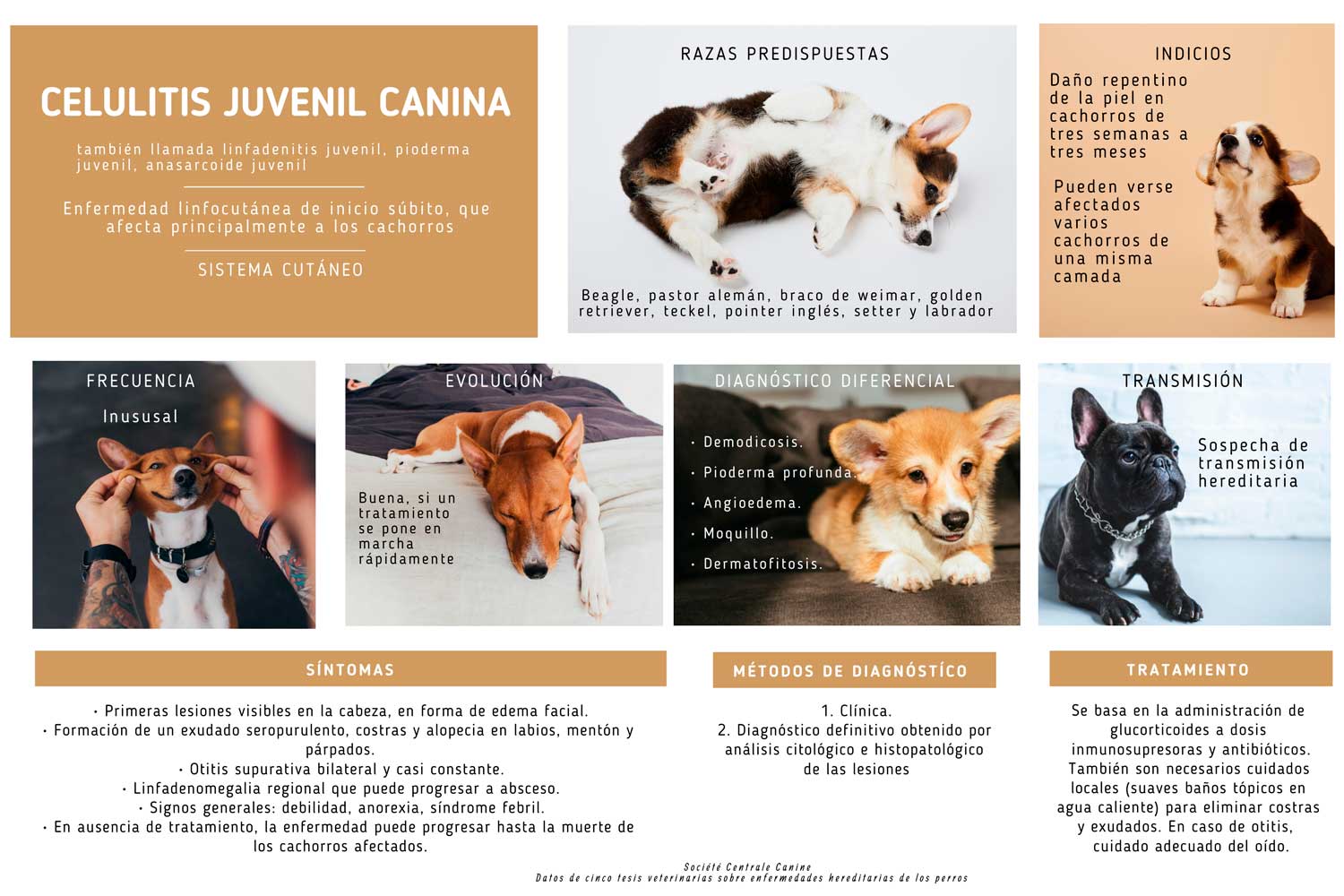 celulitis canina