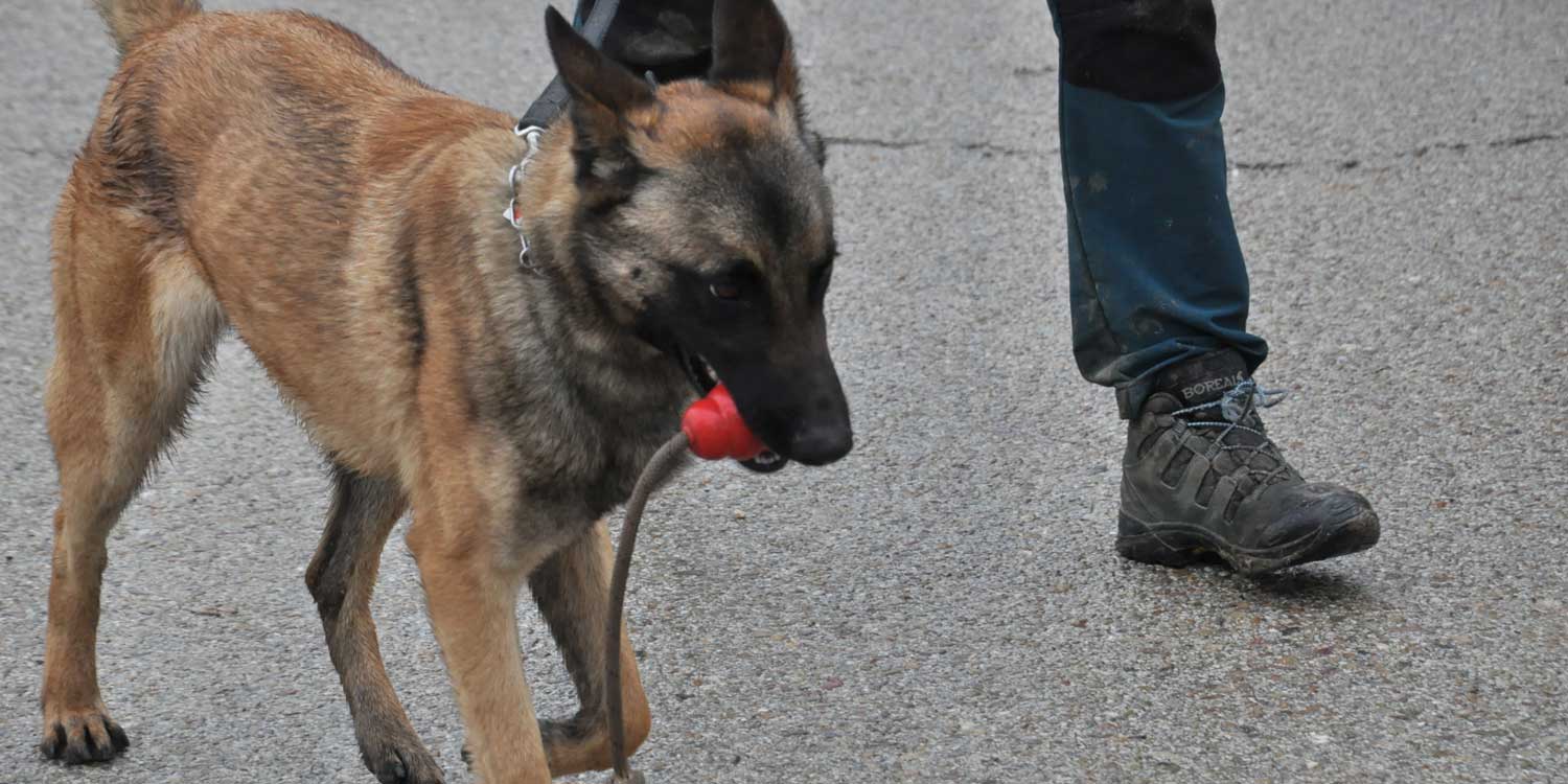 Nobleza Bolsas Caca Perro