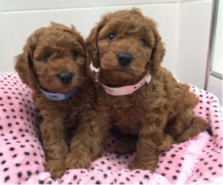 2015 KOREA MINIATURE POODLE