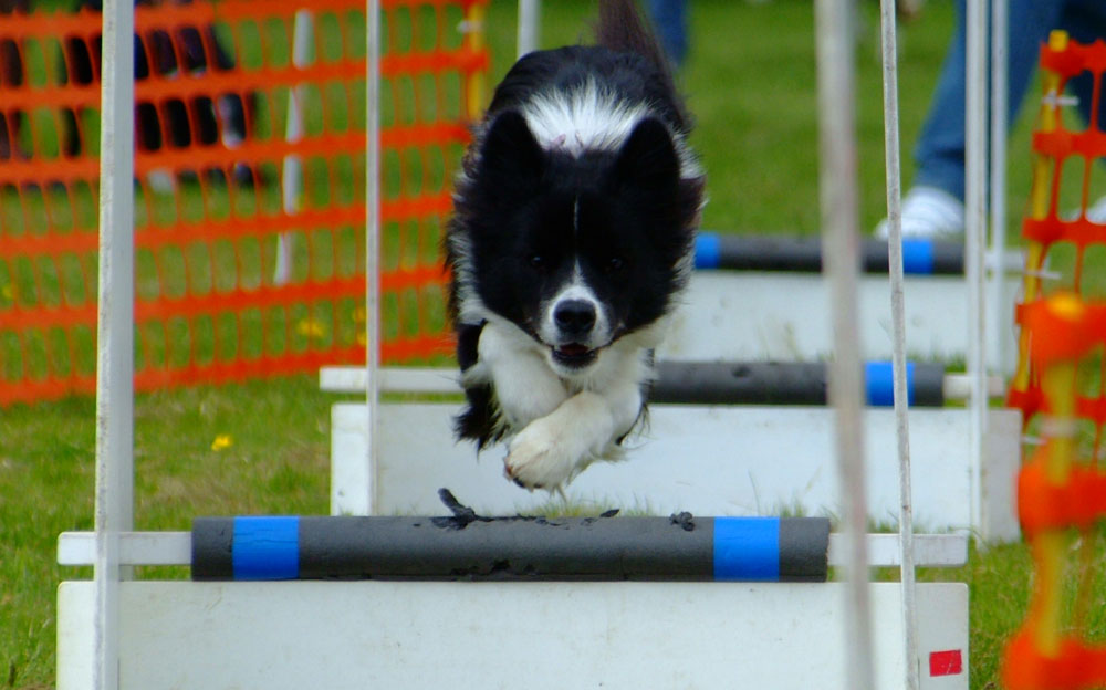 agility