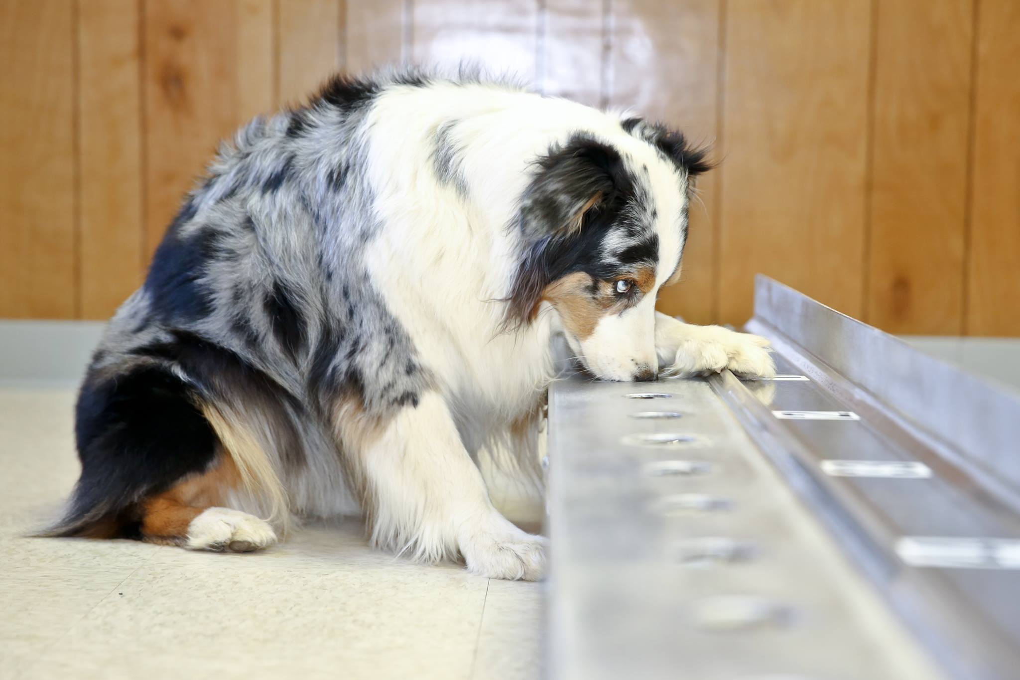 Stewie cancer detection dog