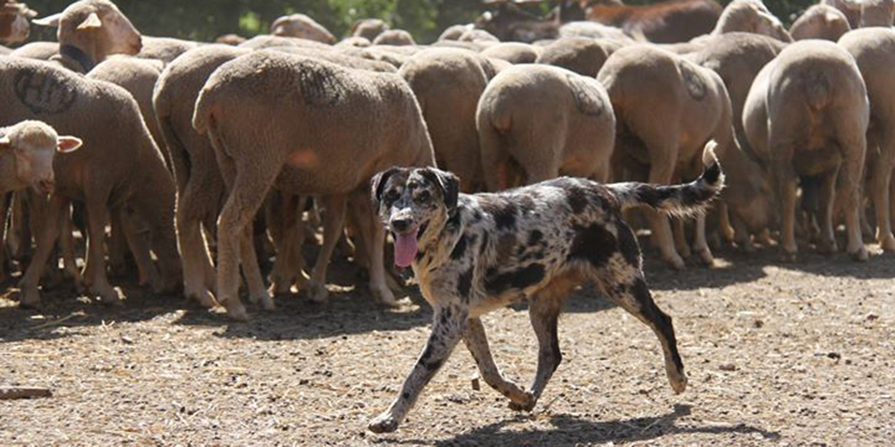 Pastor total: carea leonés o perro de aqueda